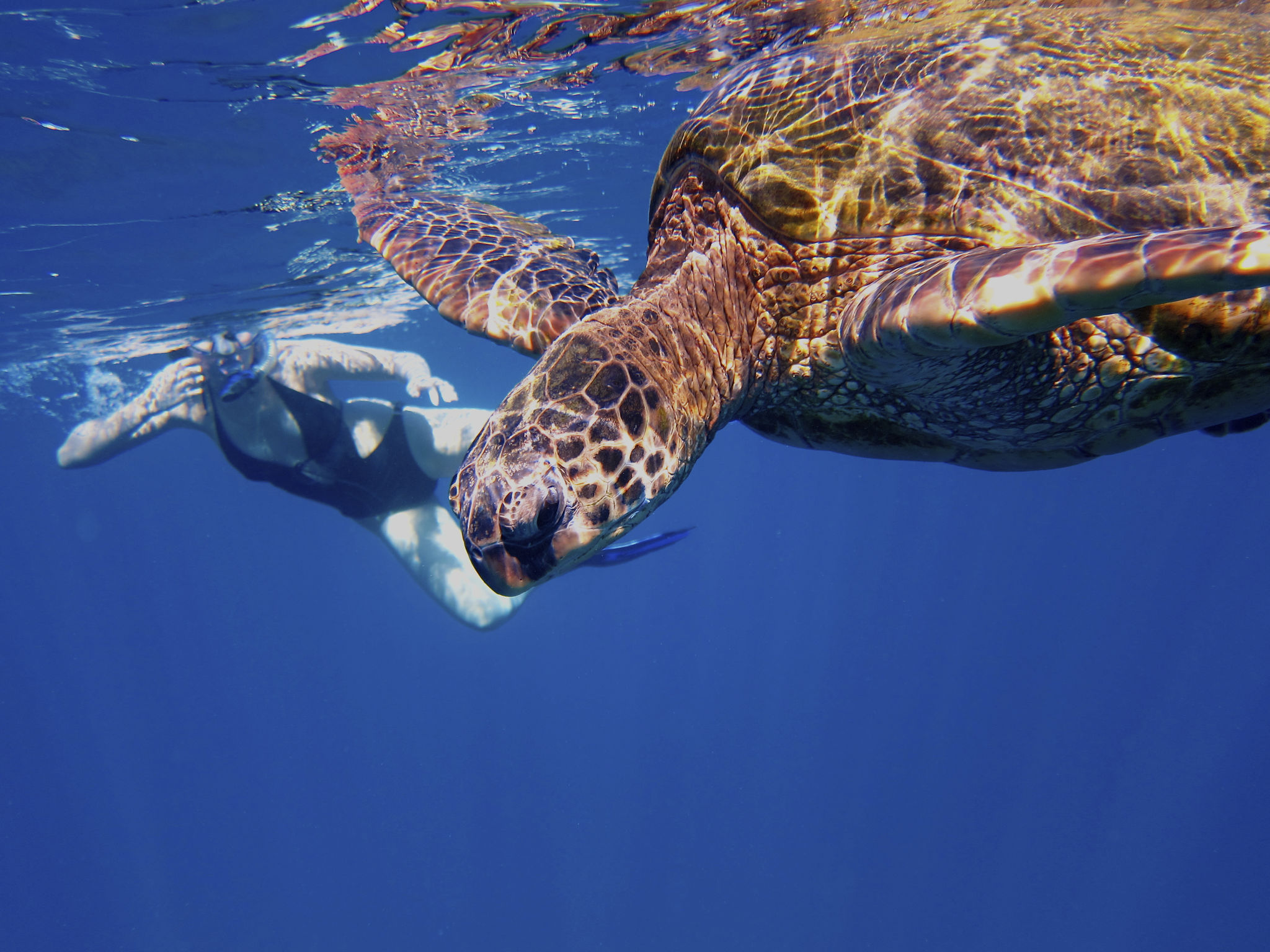 maui snorkeling