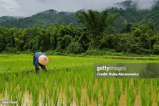 man working in rice fields near vang vieng - vang vieng stockfoto's en -beelden