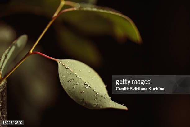 macro shot of beautiful eucalyptus leaves with dew drops - hoja de eucalipto fotografías e imágenes de stock
