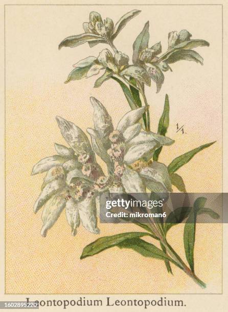 old chromolithograph illustration of botany, alpine plant - edelweiss (leontopodium nivale or gnaphalium leontopodium) - edelweiss flower stock pictures, royalty-free photos & images