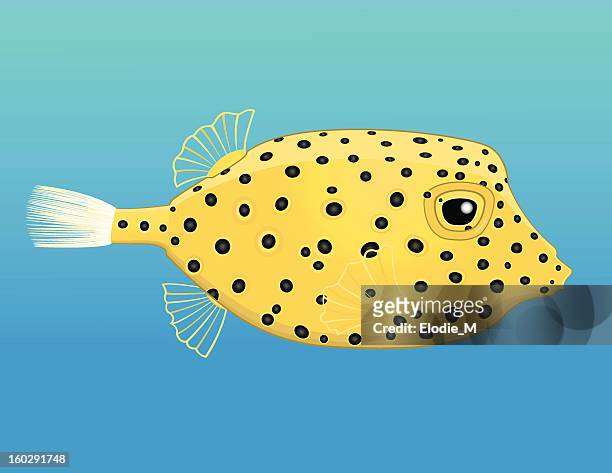 ilustraciones, imágenes clip art, dibujos animados e iconos de stock de pez cofre amarillo poisson-coffre jaune - jaune