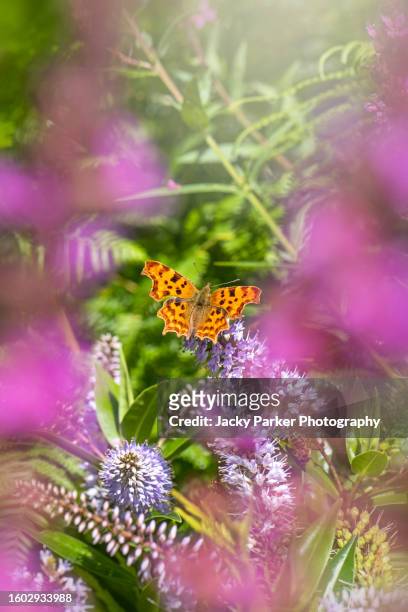 close-up of a comma butterfly - polygonia c-album resting on a purple summer flower head - comma butterfly stock pictures, royalty-free photos & images