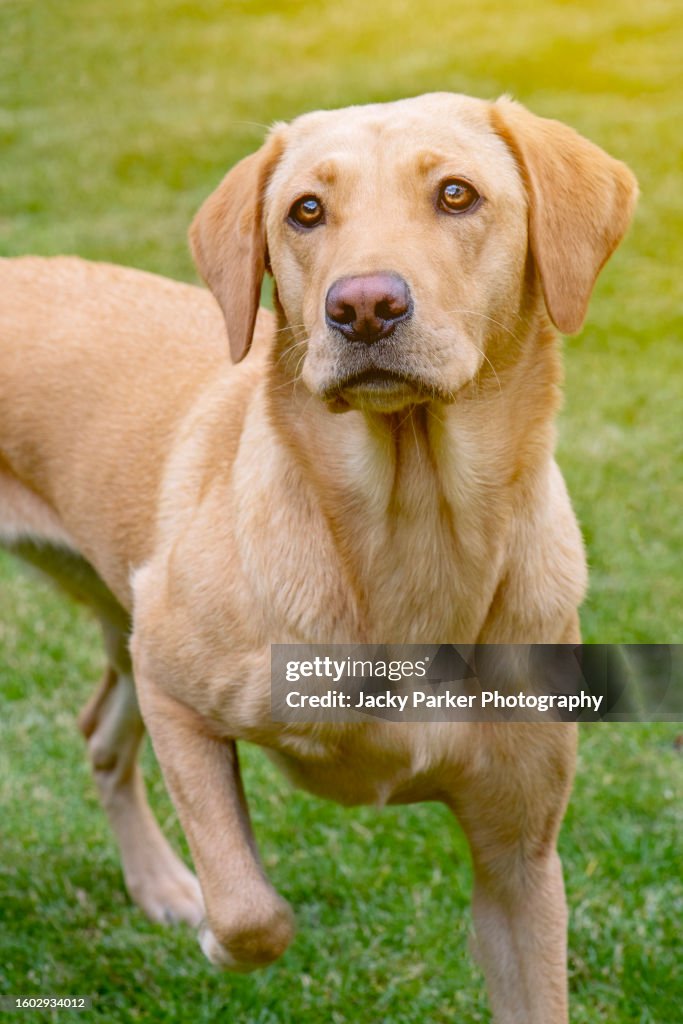 Yellow Lab Point Female Yellow Labrador Retriever Yellow Labrador Retriever Sitting