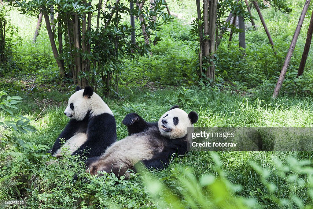 Two Great Pandas - Chengdu, Sichuan Province, China