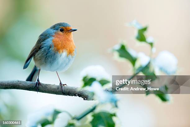 robin (erithacus rubecula) - robin stock pictures, royalty-free photos & images