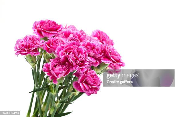 pink carnations - carnation flower stock pictures, royalty-free photos & images