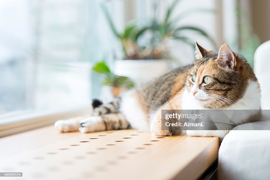 Tabby cat lying by the window relaxing