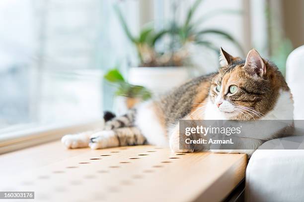 tabby cat lying by the window relaxing - cat window stock pictures, royalty-free photos & images