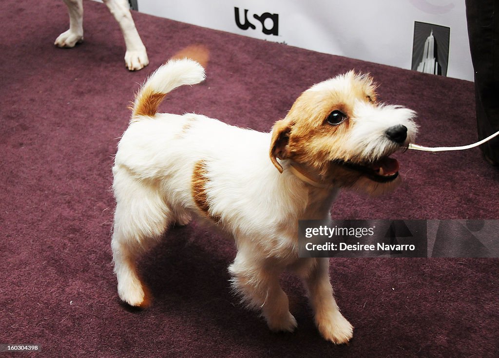 The Westminster Kennel Club 137th Annual Dog Show - Press Conference