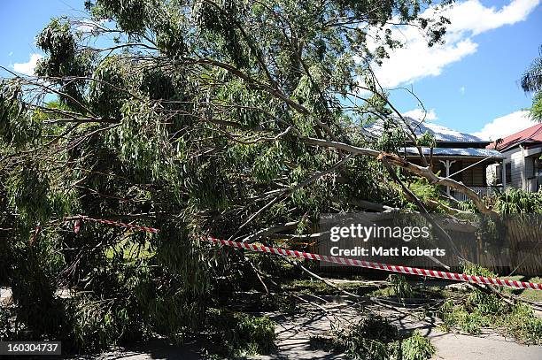 Tree is seen fallen in the front yard of a house in the suburb of Newmarket as parts of southern Queensland experiences record flooding in the wake...