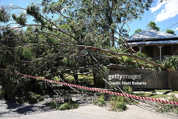 Tree is seen fallen in the front yard of a house in the suburb of Newmarket as parts of southern Queensland experiences record flooding in the wake...