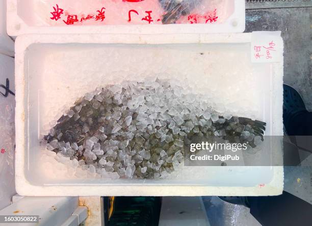 flounder, flatfish kept with ice at the fish store in kamada - 魚類 ストックフォトと画像