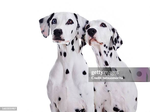 ダルメシアンの犬 - dalmatian ストックフォトと画像