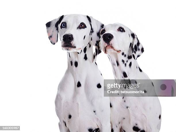 dalmatian dogs - dalmatian dog 個照片及圖片檔