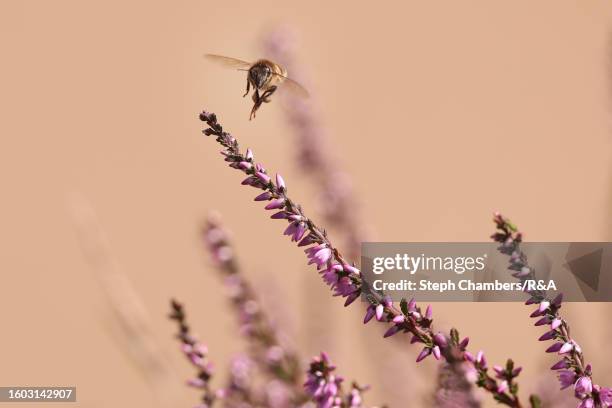 Detail view of wildlife in the heath during the pro-am prior to the AIG Women's Open at Walton Heath Golf Club on August 09, 2023 in Tadworth,...