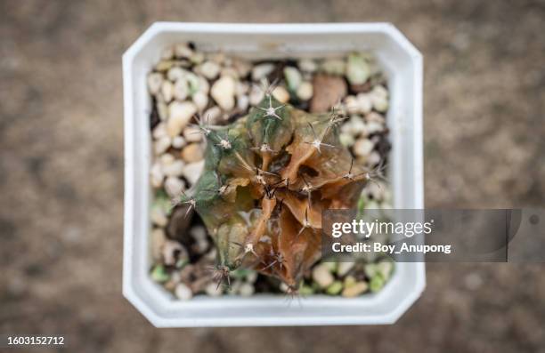 a pot of rotten gymnocalycium cactus. - dying houseplant stock pictures, royalty-free photos & images