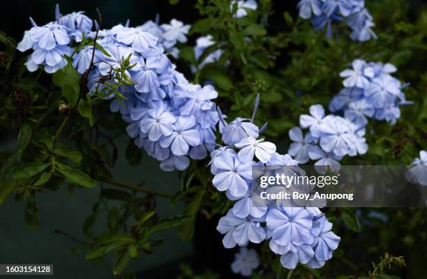 plumbago auriculata (cape leadwort) flowers blooming in the nature. - plumbago stock pictures, royalty-free photos & images