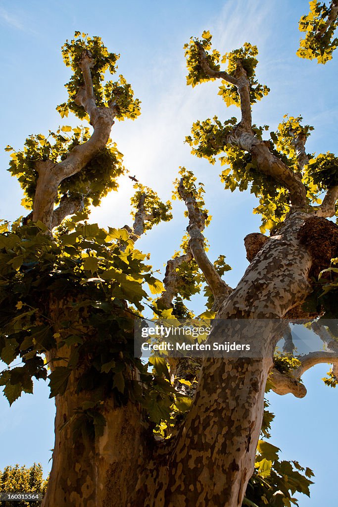 Plane tree against blue sky