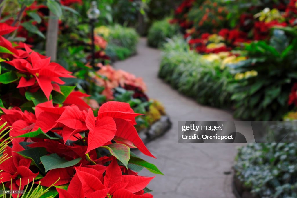Christmas Garden