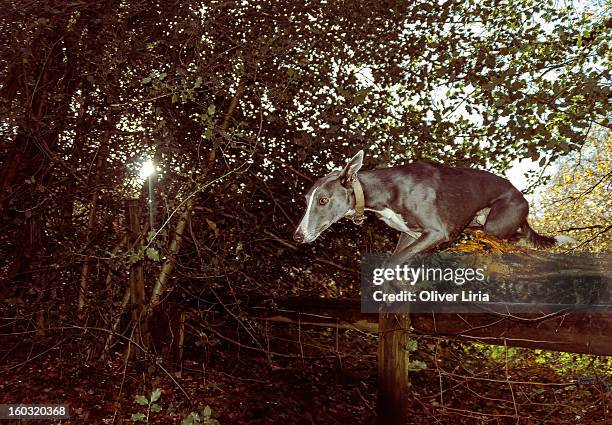 lurcher jumps fence - lurcher fotografías e imágenes de stock