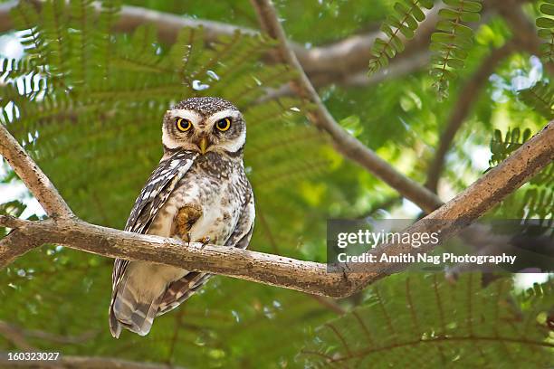 spotted owlet - spotted owl bildbanksfoton och bilder