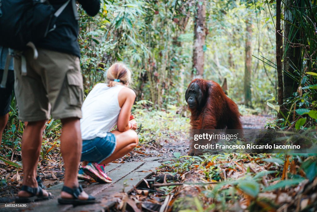 Tourist with wild Orangutan in Borneo