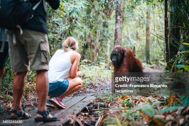 tourist with wild orangutan in borneo - orangotango de bornéu - fotografias e filmes do acervo