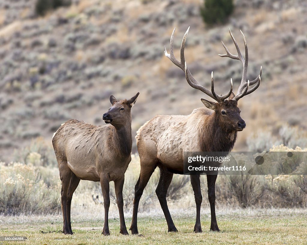 Elk In Yellowstone National Park