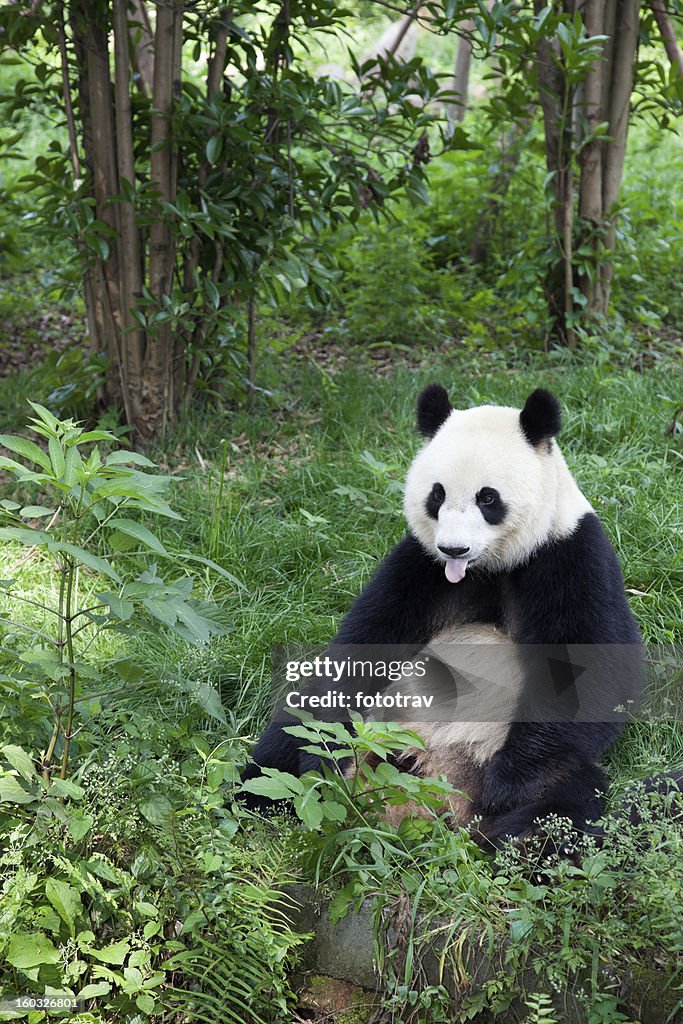 Großer Panda zeigen ihre Zunge-Chengdu, Sichuan Province, China
