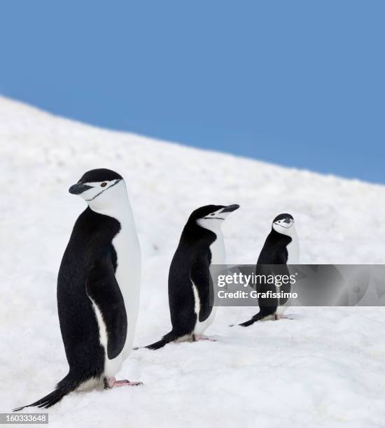 antarctica three chinstrap penguins - chinstrap penguin stock pictures, royalty-free photos & images