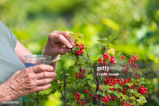 senior woman picking red currant in garden - groselha vermelha imagens e fotografias de stock