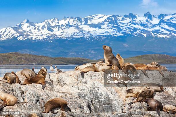 argentina ushuaia leones marinos en la isla del canal de beagle - patagonia chile fotografías e imágenes de stock