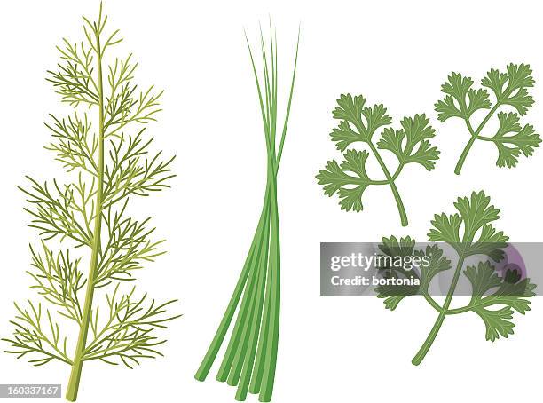 herb icons - dill stock illustrations