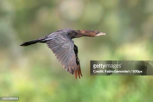 close-up of cormorant flying outdoors - cormorant stock pictures, royalty-free photos & images