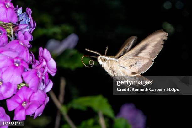 close-up of butterfly pollinating on purple flower,pullman,washington,united states,usa - moth stock pictures, royalty-free photos & images