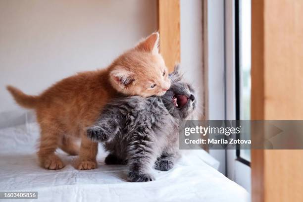 two cute little kittens play funny and fight - gato não domesticado - fotografias e filmes do acervo