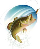 Largemouth bass catching a bait