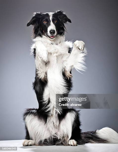 portrait of a border collie - djurtrick bildbanksfoton och bilder