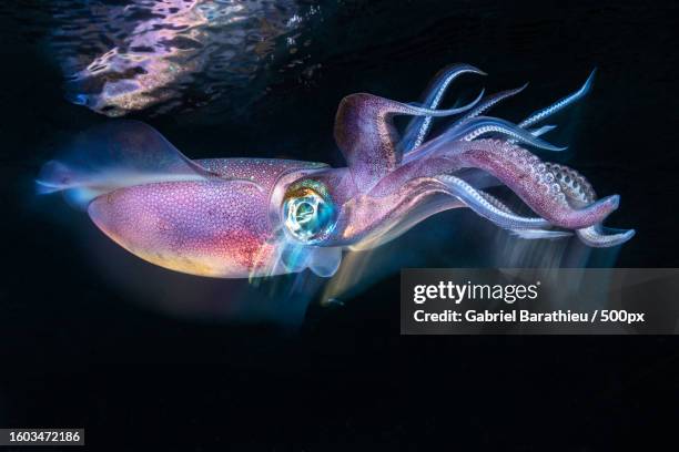 close-up of fish swimming in sea - bigfin reef squid stock pictures, royalty-free photos & images