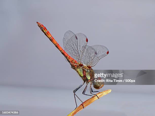 close-up of dragonfly on twig - rita wilden stock-fotos und bilder