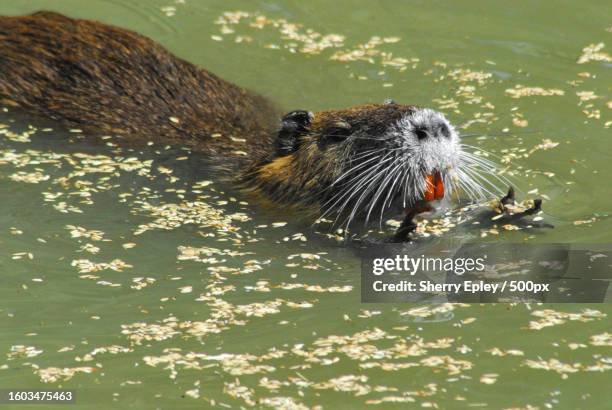 high angle view of seal swimming in sea - rhone stockfoto's en -beelden