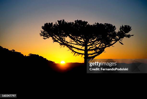 araucária - araucaria heterophylla - fotografias e filmes do acervo