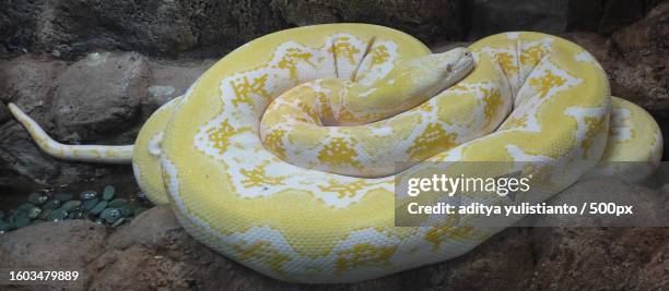 high angle view of python on rock - python molurus bivittatus stock pictures, royalty-free photos & images