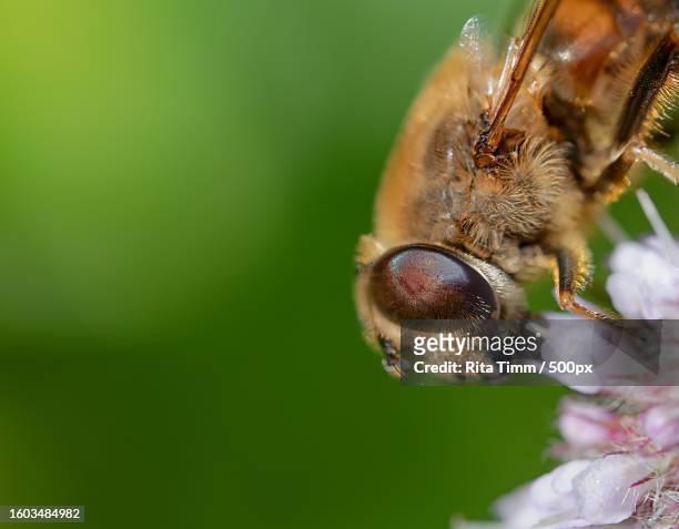 close-up of bee on flower - rita wilden stock-fotos und bilder