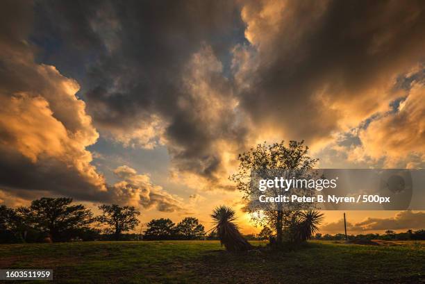 trees on field against sky during sunset,san antonio,texas,united states,usa - san antonio texas night stock pictures, royalty-free photos & images