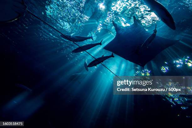 low angle view of man swimming in sea - manta ray coral stock pictures, royalty-free photos & images