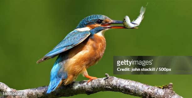 close-up of kingfisher perching on branch - kingfisher stock pictures, royalty-free photos & images