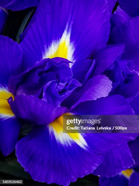 close-up of purple flower - the purple iris stock pictures, royalty-free photos & images