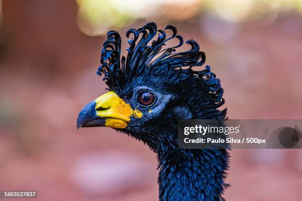close-up of tropical bird - mutum de penacho - fotografias e filmes do acervo