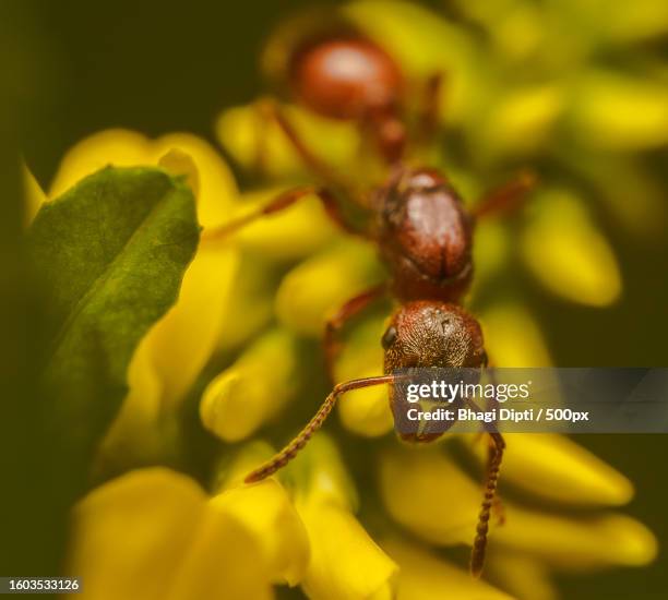 close-up of insect on yellow flower - red imported fire ant stock pictures, royalty-free photos & images